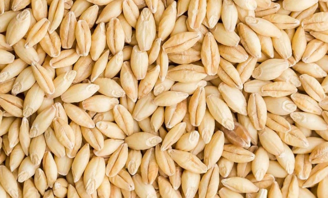 Barley